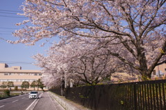 桜ロード