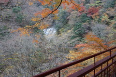 袋田の滝　紅葉