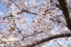 桜満開