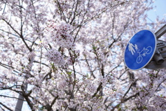 桜６