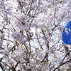 桜６