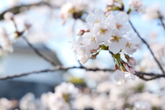 小田原城の桜