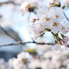 小田原城の桜