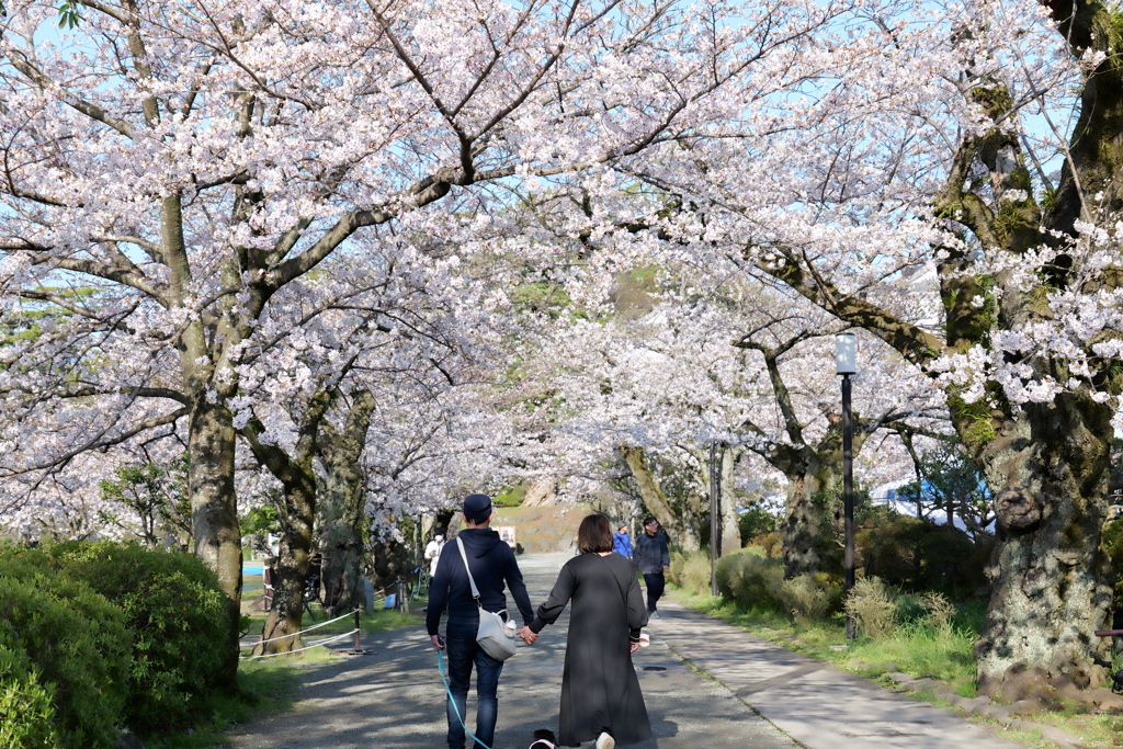 小田原城の桜