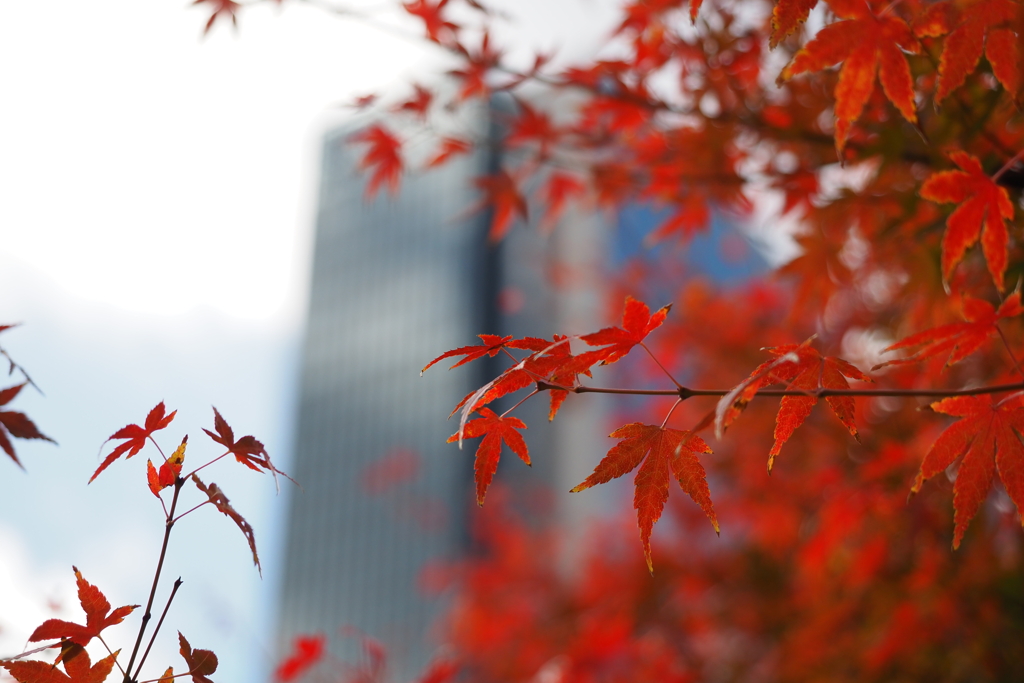 都会の紅葉