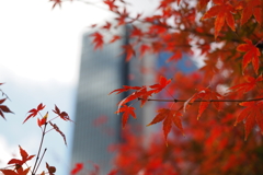 都会の紅葉
