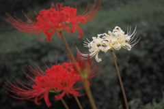 彼岸花