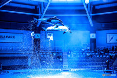 【Dolphin Jumping】