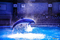 【Dolphin Jumping】