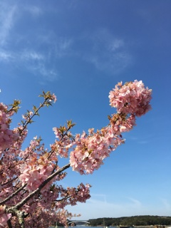 早咲きの桜