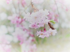 枝垂れ桜