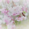 枝垂れ桜