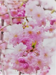 枝垂れ桜