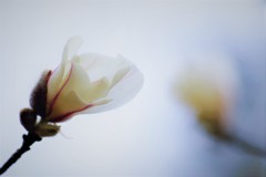 こぶし