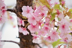 河津桜