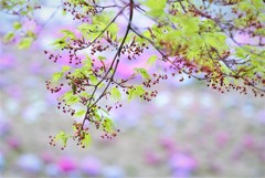 もみじの花