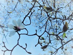 白い花