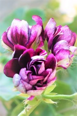紫の花