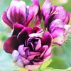 紫の花