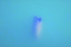 儚