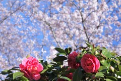 桜＋つばき