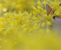 山茱萸