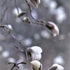 雪に似ている