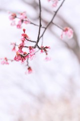 ゆれて