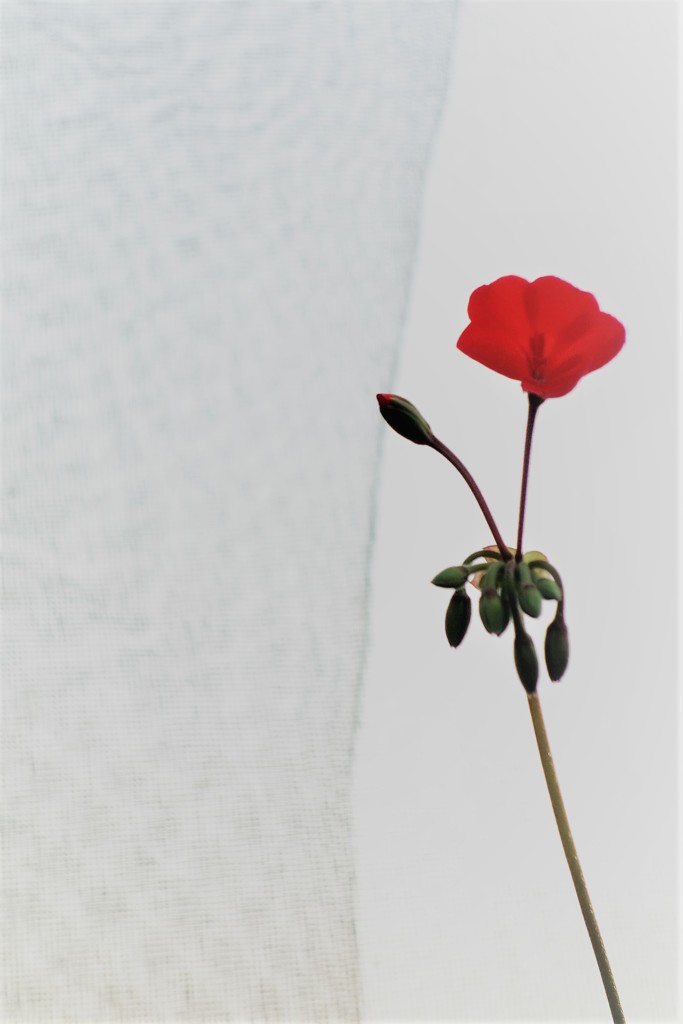 red ⒈