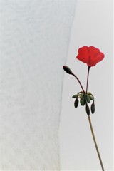 red ⒈