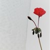 red ⒈