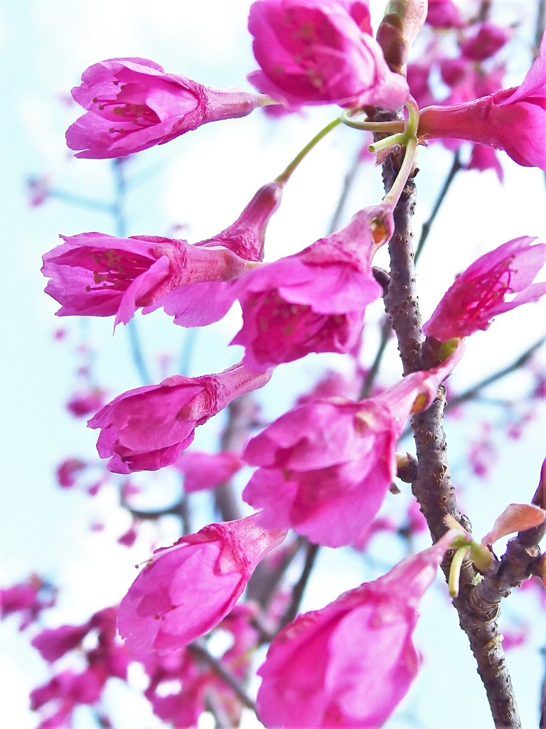 陽光桜
