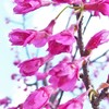 陽光桜