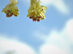 とさみずき