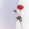 red ⒉
