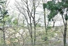 芽吹きの頃
