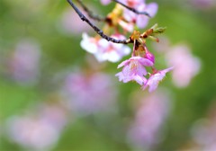 河津桜