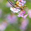 河津桜