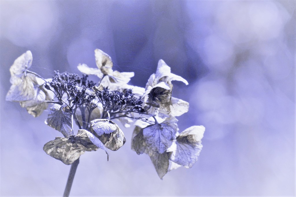 冬の紫陽花
