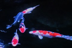 鯉