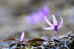 カタクリの花