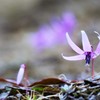 カタクリの花