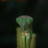 昆虫界の一流モデル