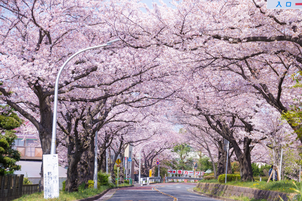 桜並木