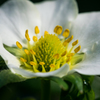 苺の花