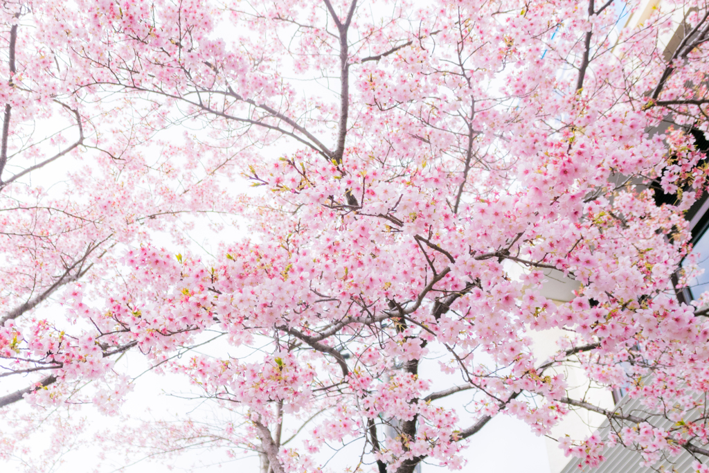 一面の桜