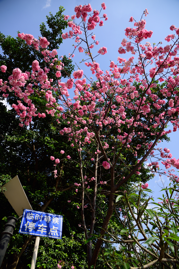 桜が満開ですね！