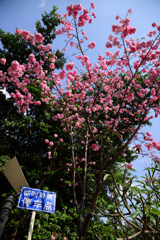 桜が満開ですね！