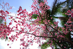 桜が満開ですね！