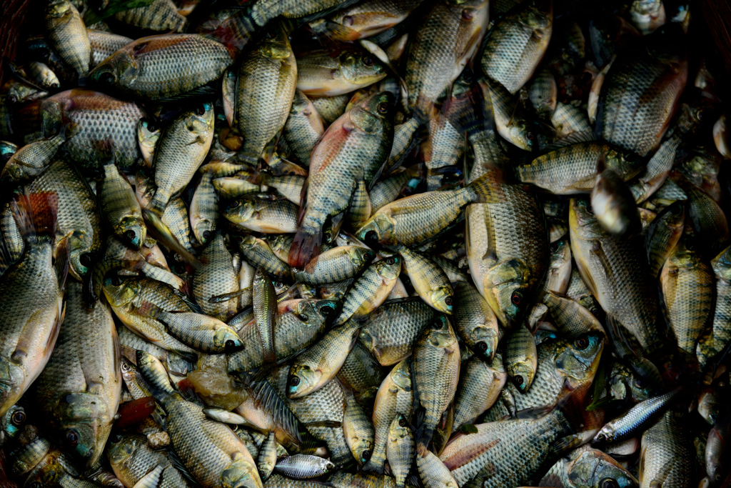 魚屍 